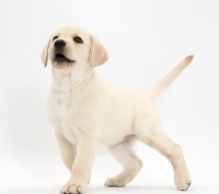Labrador Retriever Dorado